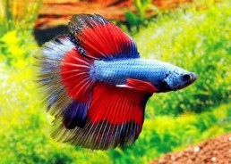 Betta halfmoon select mâle tri band - Betta halfmoon séléction - Comptoir du Poisson exotique