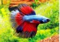 Betta halfmoon select mâle tri band - Betta halfmoon séléction - Comptoir du Poisson exotique