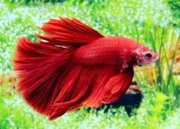 Betta halfmoon select mâle rouge - Betta halfmoon séléction - Comptoir du Poisson exotique