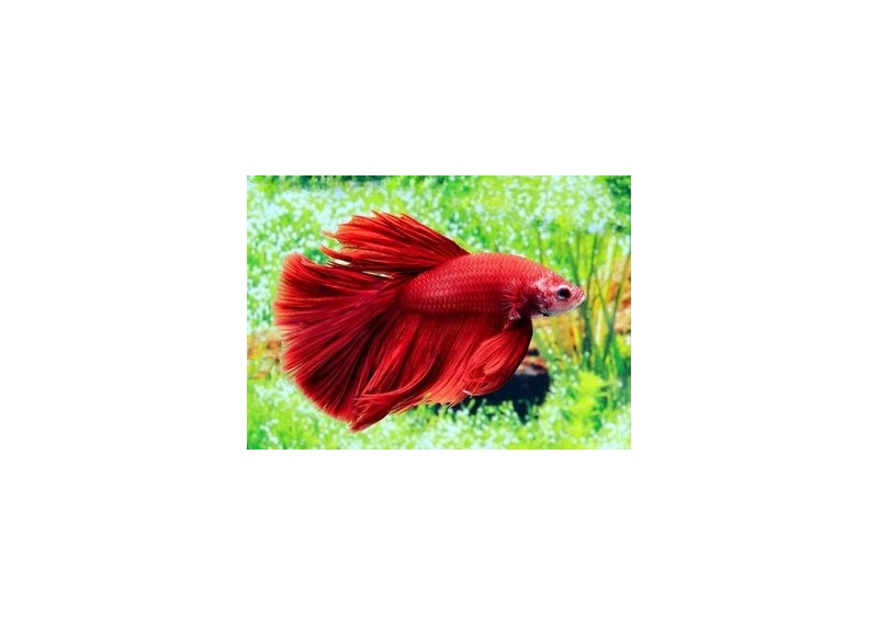 Betta halfmoon select mâle rouge - Betta halfmoon séléction - Comptoir du Poisson exotique
