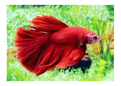 Betta halfmoon select mâle rouge - Betta halfmoon séléction - Comptoir du Poisson exotique