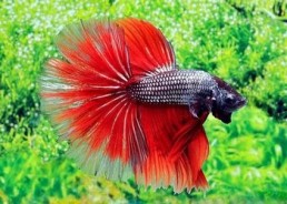 Betta halfmoon select mâle dragon rouge - Betta halfmoon séléction - Comptoir du Poisson exotique