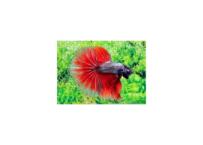 Betta halfmoon select mâle dragon rouge - Betta halfmoon séléction - Comptoir du Poisson exotique