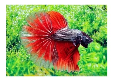 Betta halfmoon select mâle dragon rouge - Betta halfmoon séléction - Comptoir du Poisson exotique