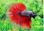 Betta halfmoon select mâle dragon rouge - Betta halfmoon séléction - Comptoir du Poisson exotique