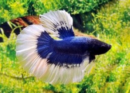 Betta HM select mâle butterfly bleu et - Betta halfmoon séléction - Comptoir du Poisson exotique