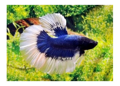 Betta HM select mâle butterfly bleu et - Betta halfmoon séléction - Comptoir du Poisson exotique