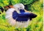 Betta HM select mâle butterfly bleu et - Betta halfmoon séléction - Comptoir du Poisson exotique