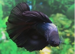 Betta halfmoon select mâle black orchid - Betta halfmoon séléction - Comptoir du Poisson exotique