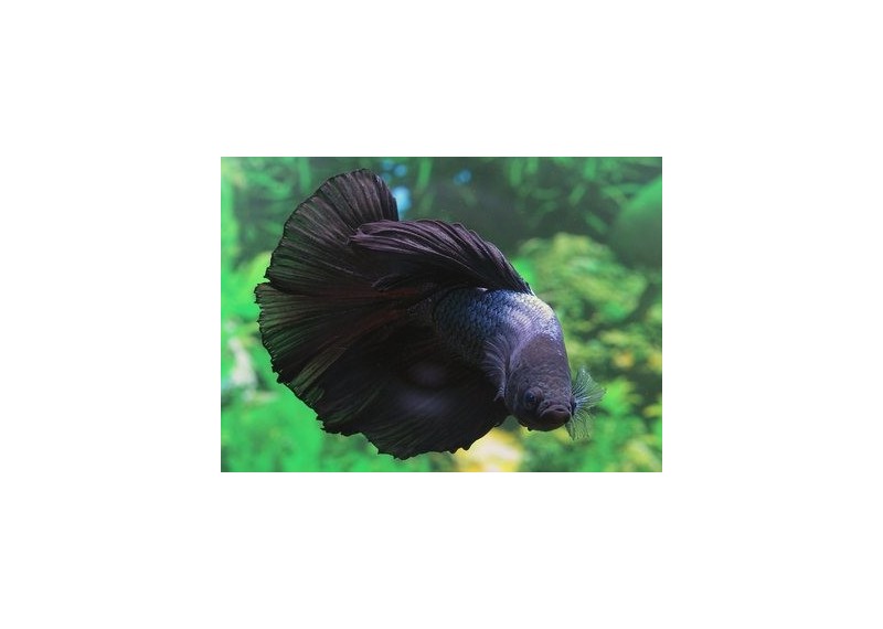 Betta halfmoon select mâle black orchid - Betta halfmoon séléction - Comptoir du Poisson exotique