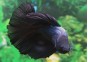 Betta halfmoon select mâle black orchid - Betta halfmoon séléction - Comptoir du Poisson exotique