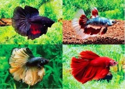 Betta halfmoon select mâle assortis - Betta halfmoon séléction - Comptoir du Poisson exotique