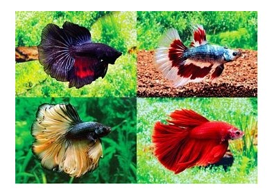 Betta halfmoon select mâle assortis - Betta halfmoon séléction - Comptoir du Poisson exotique