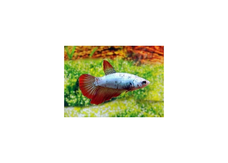 Betta halfmoon femelle assortie - Betta femelle - Comptoir du Poisson exotique