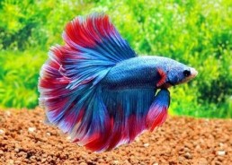 Betta halfmoon mâle assortis - Betta halfmoon - Comptoir du Poisson exotique