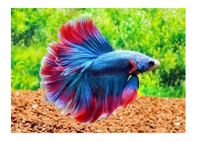 Betta halfmoon mâle assortis - Betta halfmoon - Comptoir du Poisson exotique