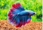 Betta halfmoon mâle assortis - Betta halfmoon - Comptoir du Poisson exotique