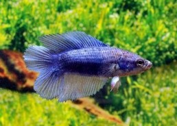 Betta lyre femelle assortie - Betta femelle - Comptoir du Poisson exotique