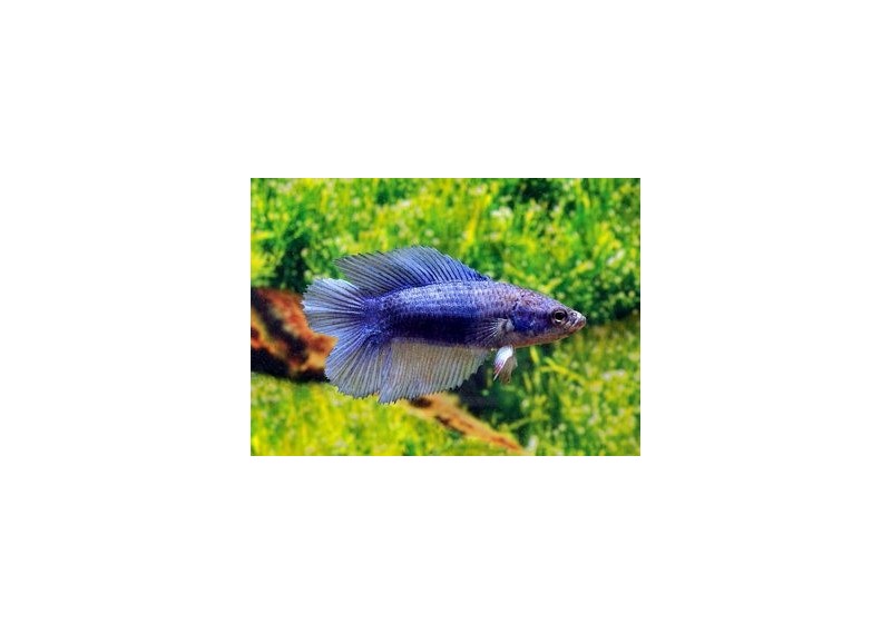 Betta lyre femelle assortie - Betta femelle - Comptoir du Poisson exotique