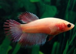 Betta crowntail femelle assortie - Betta femelle - Comptoir du Poisson exotique