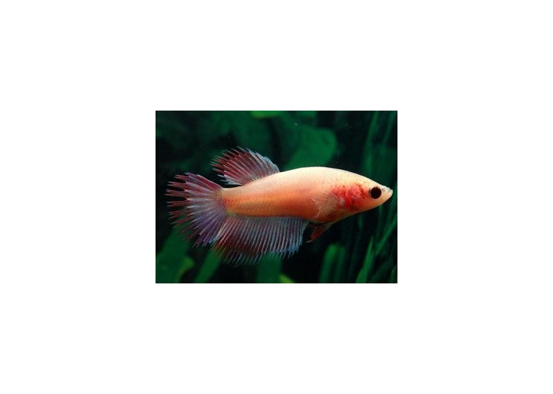 Betta crowntail femelle assortie - Betta femelle - Comptoir du Poisson exotique