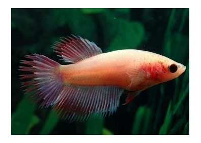 Betta crowntail femelle assortie - Betta femelle - Comptoir du Poisson exotique