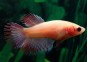 Betta crowntail femelle assortie - Betta femelle - Comptoir du Poisson exotique