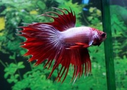 Betta crowntail mâle dragon - Betta crowntail - Comptoir du Poisson exotique