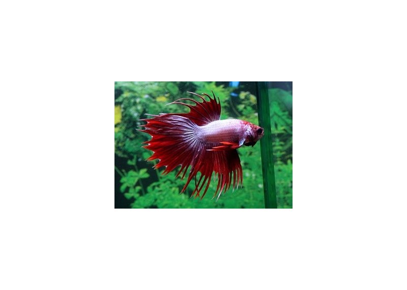 Betta crowntail mâle dragon - Betta crowntail - Comptoir du Poisson exotique