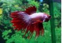 Betta crowntail mâle dragon - Betta crowntail - Comptoir du Poisson exotique