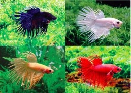 Betta crowntail mâle assortis - Betta crowntail - Comptoir du Poisson exotique