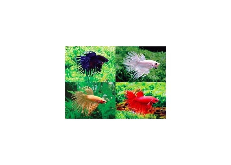 Betta crowntail mâle assortis - Betta crowntail - Comptoir du Poisson exotique