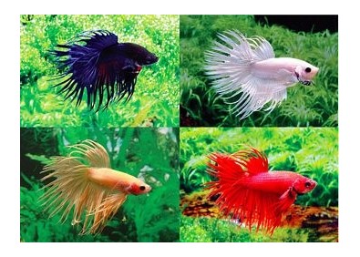 Betta crowntail mâle assortis - Betta crowntail - Comptoir du Poisson exotique