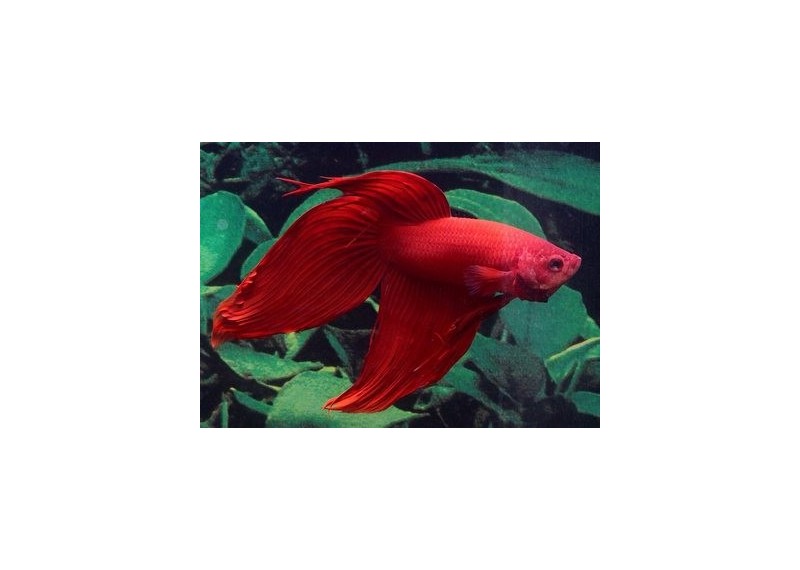 Betta mâle rouge - Betta classique - Comptoir du Poisson exotique