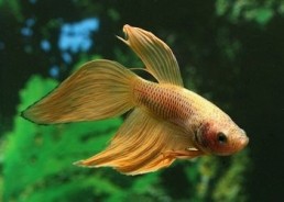 Betta mâle jaune - Betta classique - Comptoir du Poisson exotique