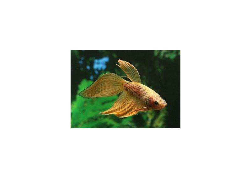 Betta mâle jaune - Betta classique - Comptoir du Poisson exotique