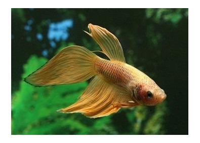 Betta mâle jaune - Betta classique - Comptoir du Poisson exotique