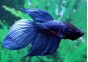 Betta mâle bleu - Betta classique - Comptoir du Poisson exotique