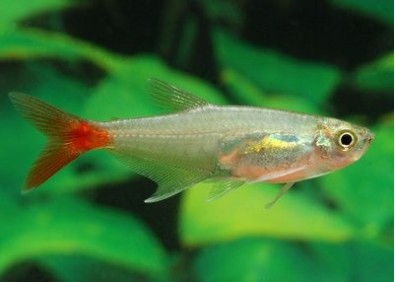 Prionobrama - Characidés - Comptoir du Poisson exotique