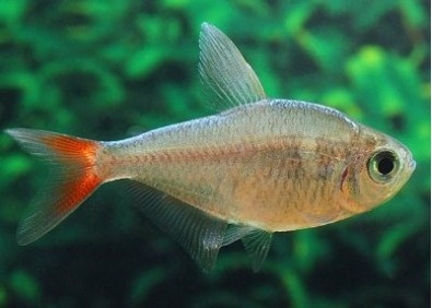 Hyphessobrycon colombianus - Characidés - Comptoir du Poisson exotique