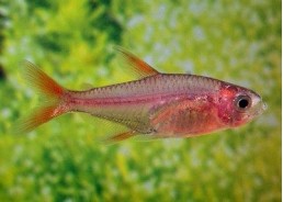 Hyphessobrycon amandae - Characidés - Comptoir du Poisson exotique