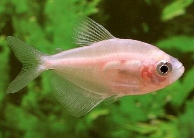 Veuve noire albinos - Characidés - Comptoir du Poisson exotique