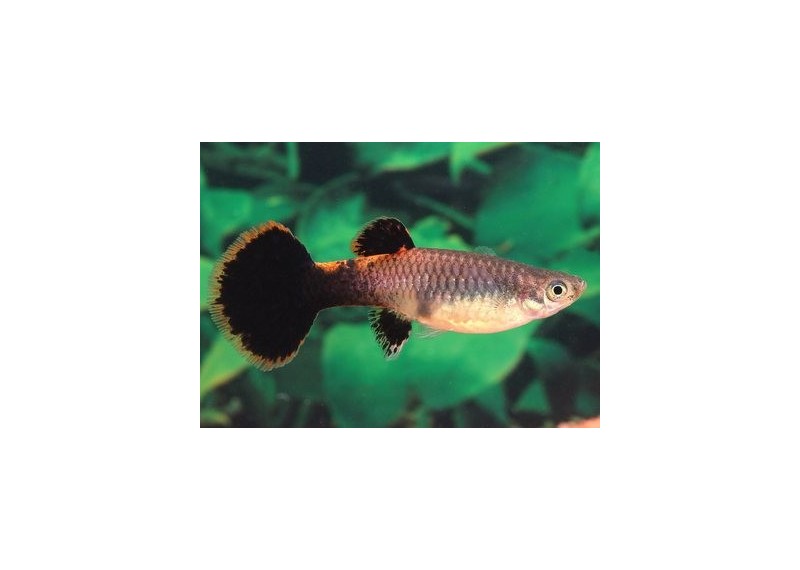 Guppy femelle tuxedo rose - Guppy femelle - Comptoir du Poisson exotique