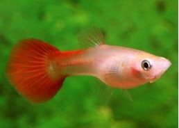 Guppy femelle full rouge - Guppy femelle - Comptoir du Poisson exotique