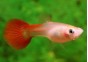 Guppy femelle full rouge - Guppy femelle - Comptoir du Poisson exotique