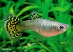 Guppy femelle cobra vert - Guppy femelle - Comptoir du Poisson exotique