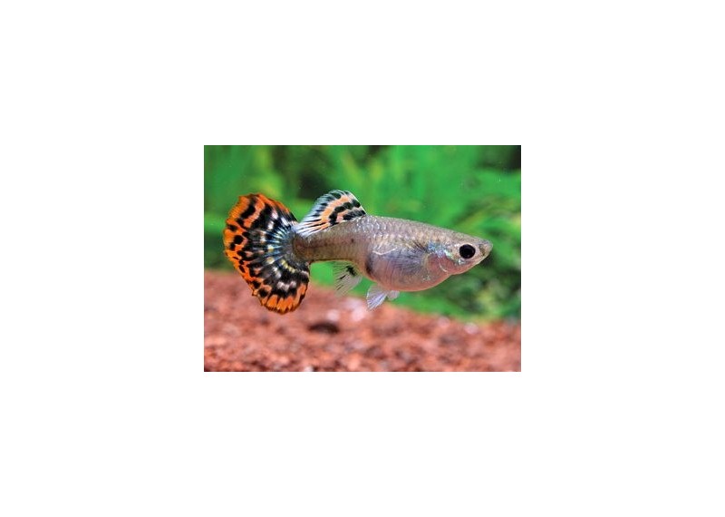 Guppy femelle cobra rouge - Guppy femelle - Comptoir du Poisson exotique
