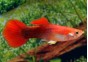 Guppy mâle tuxedo rouge - Guppy mâle - Comptoir du Poisson exotique