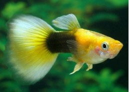 Guppy mâle tuxedo gold - Guppy mâle - Comptoir du Poisson exotique