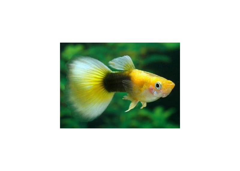 Guppy mâle tuxedo gold - Guppy mâle - Comptoir du Poisson exotique